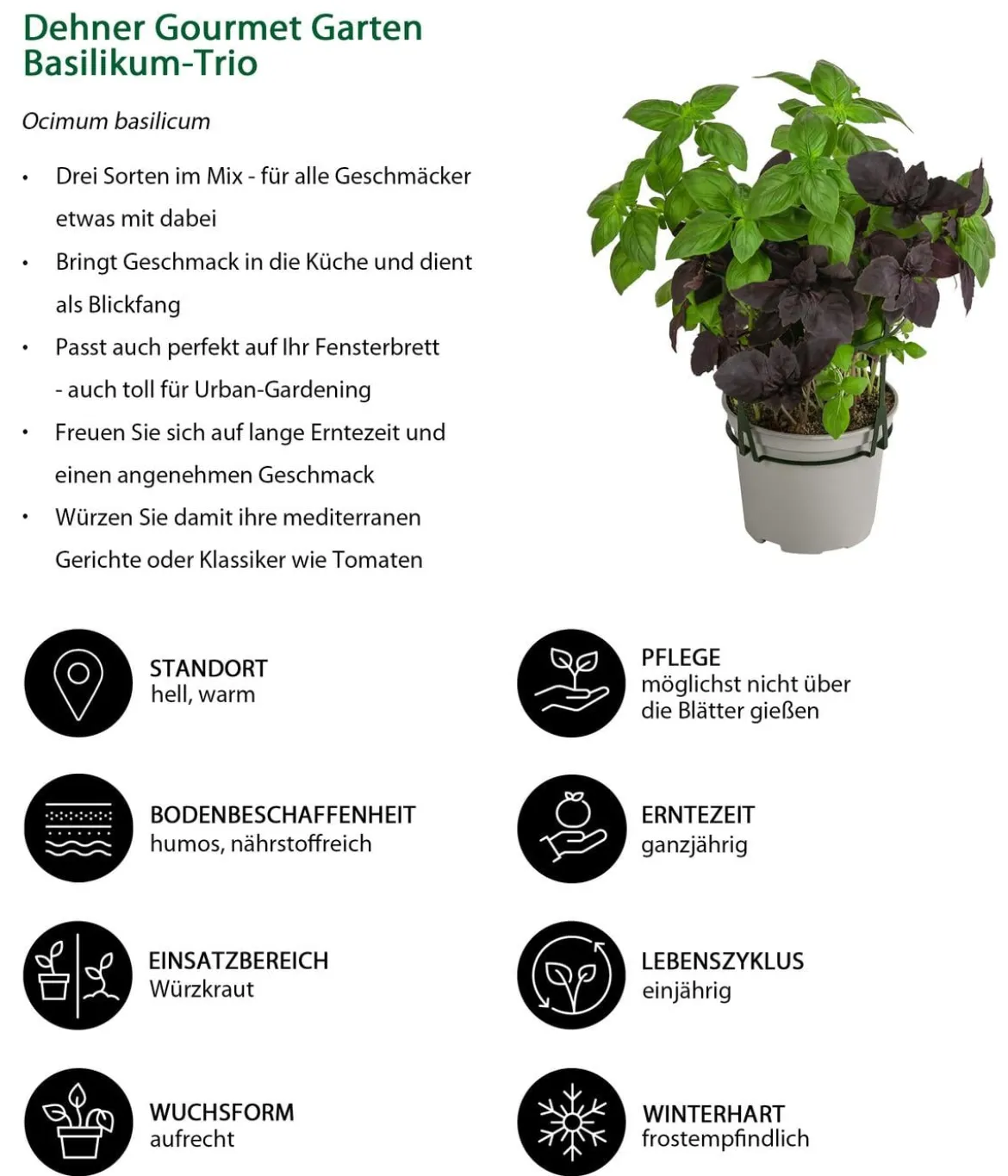 Dehner Gourmet Garten Basilikum-Trio