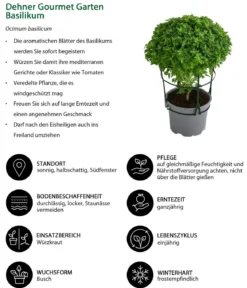 Dehner Gourmet Garten Basilikum, veredelt