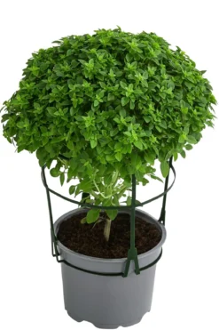Dehner Gourmet Garten Basilikum, veredelt