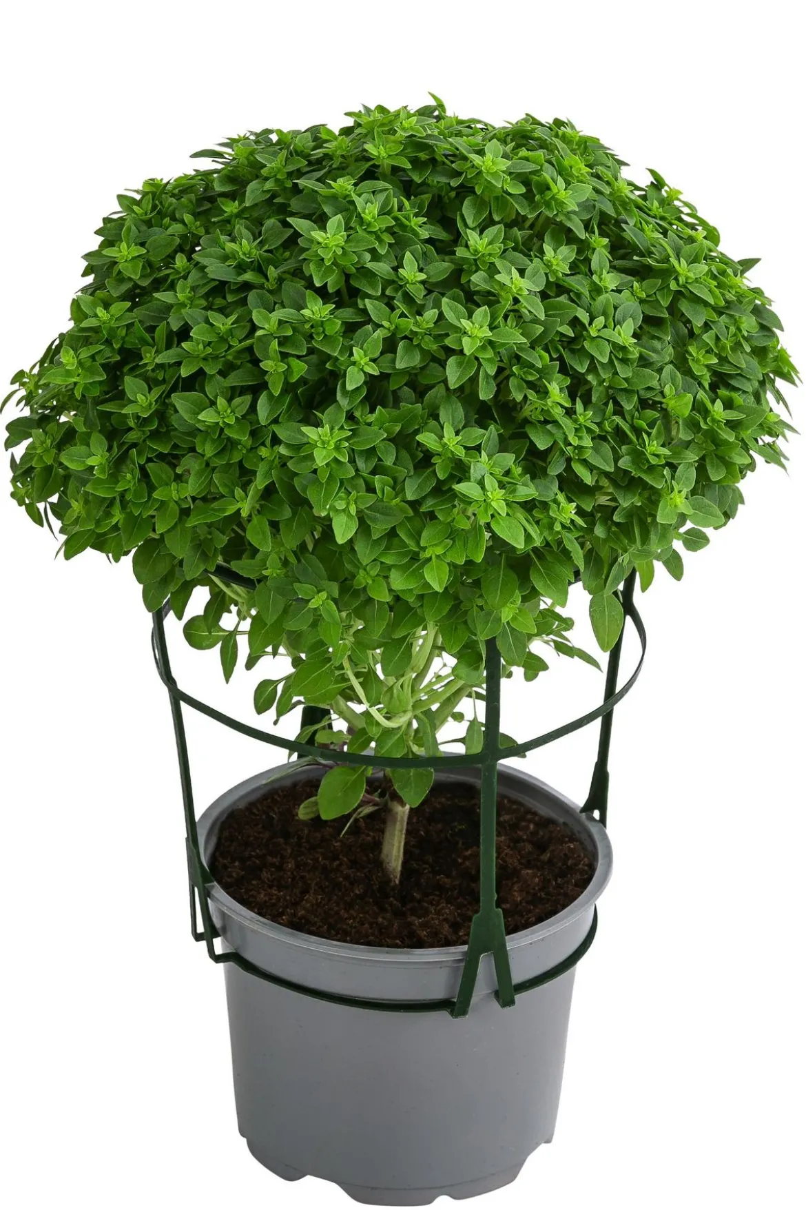 Dehner Gourmet Garten Basilikum, veredelt