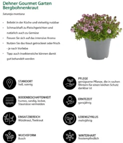 Dehner Gourmet Garten Bergbohnenkraut