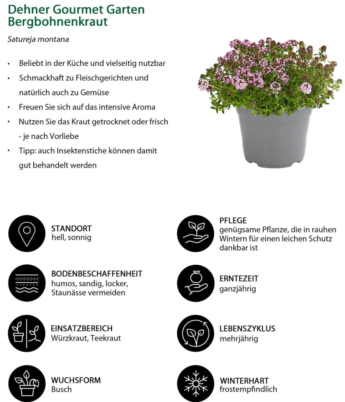 Dehner Gourmet Garten Bergbohnenkraut