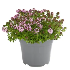 Dehner Gourmet Garten Bergbohnenkraut