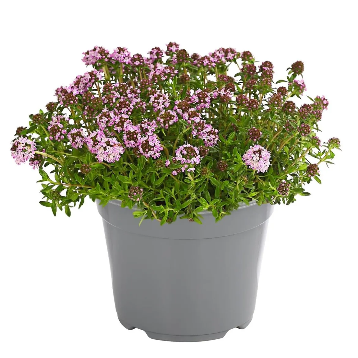 Dehner Gourmet Garten Bergbohnenkraut