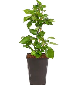 Dehner Gourmet Garten Brombeere 'Triple Crown'
