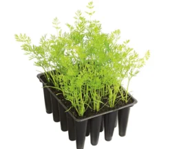 Dehner Gourmet Garten Bunte Möhre, 20er Schale