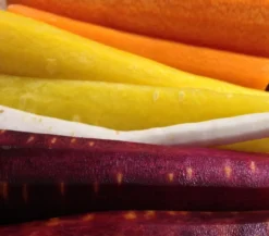Dehner Gourmet Garten Bunte Möhre, 20er Schale