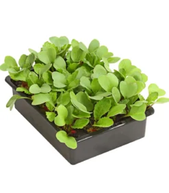 Dehner Gourmet Garten Butterradieschen, 20er Schale