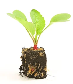 Dehner Gourmet Garten Butterradieschen, 20er Schale