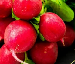 Dehner Gourmet Garten Butterradieschen, 20er Schale