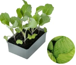 Dehner Gourmet Garten Butterkohl, 6er Schale