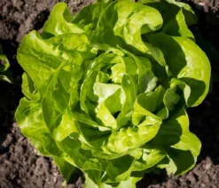 Dehner Gourmet Garten Butterkopfsalat, 6er Schale