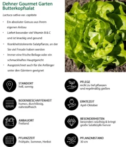 Dehner Gourmet Garten Butterkopfsalat, 6er Schale