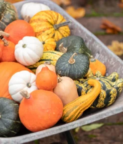Dehner Gourmet Garten Butternut-Kürbis