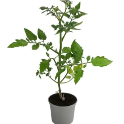 Dehner Gourmet Garten Cherrytomate, veredelt