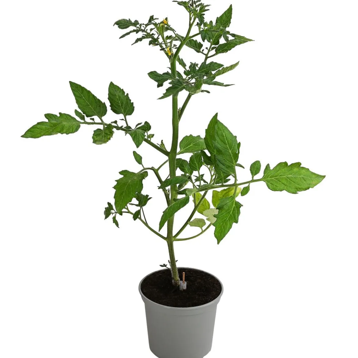 Dehner Gourmet Garten Cherrytomate, veredelt