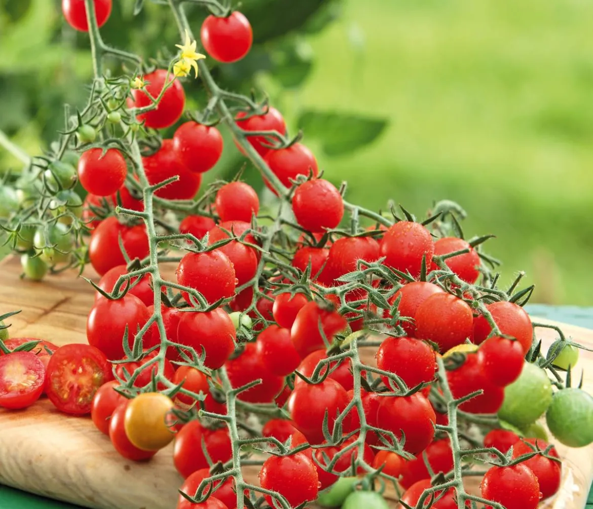 Dehner Gourmet Garten Cherrytomate, veredelt