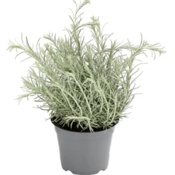 Dehner Gourmet Garten Currykraut
