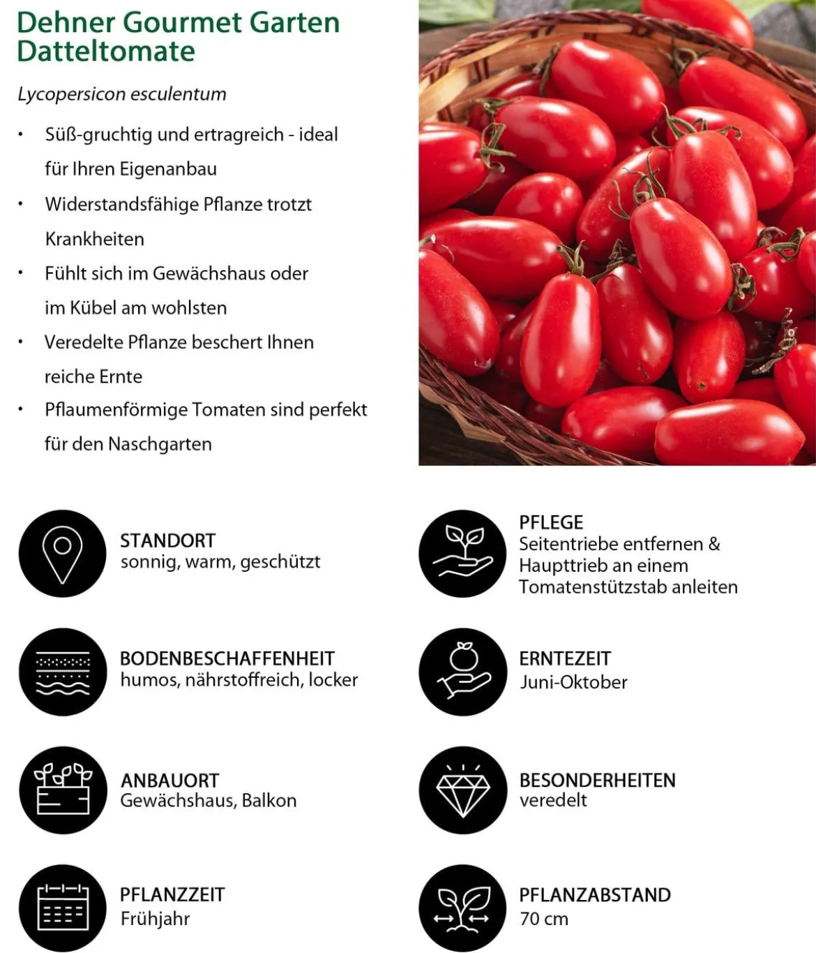 Dehner Gourmet Garten Datteltomate, veredelt