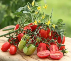 Dehner Gourmet Garten Datteltomate, veredelt