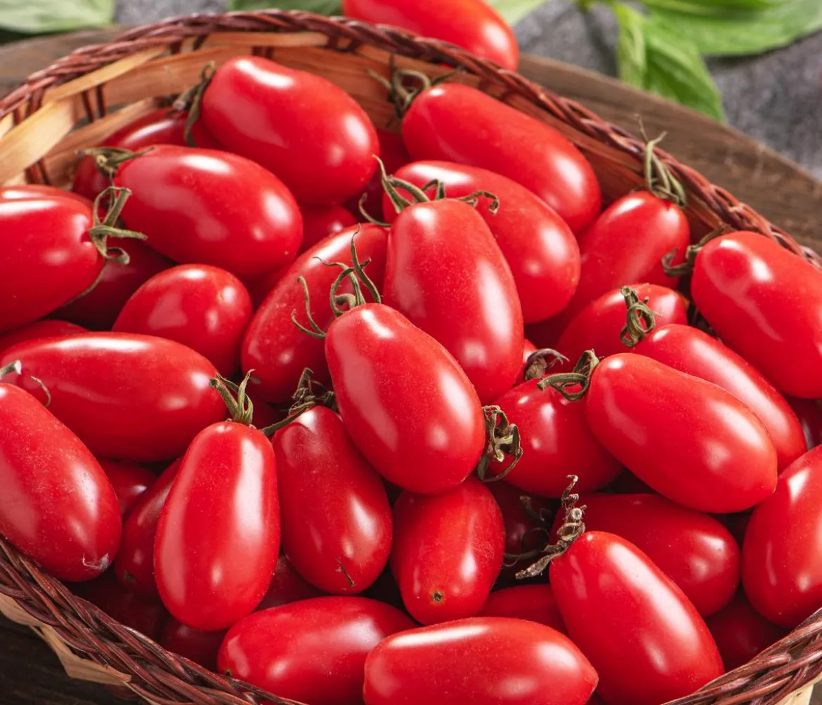 Dehner Gourmet Garten Datteltomate, veredelt