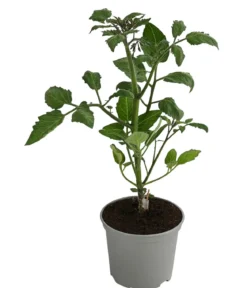 Dehner Gourmet Garten Datteltomate, veredelt