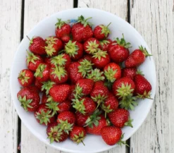 Dehner Gourmet Garten Erdbeere 'Mara des Bois'