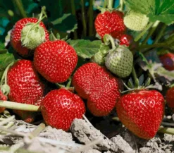 Dehner Gourmet Garten Erdbeere 'Mara des bois'