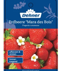 Dehner Gourmet Garten Erdbeere 'Mara des bois'