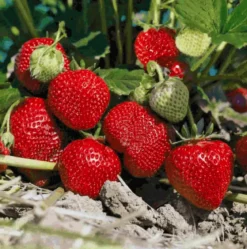 Dehner Gourmet Garten Erdbeere 'Mara des Bois', 4er-Set