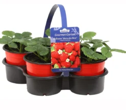 Dehner Gourmet Garten Erdbeere 'Mara des Bois', 4er-Set