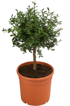 Dehner Gourmet Garten Fingerlimette