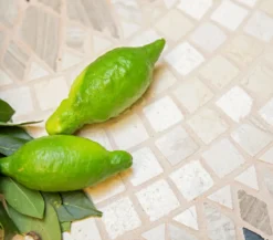 Dehner Gourmet Garten Fingerlimette