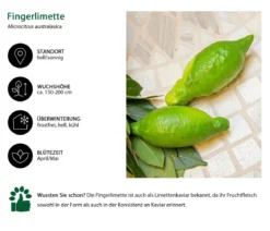 Dehner Gourmet Garten Fingerlimette