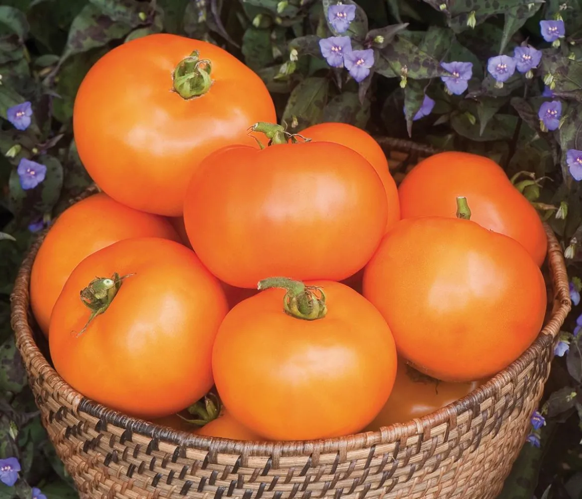 Dehner Gourmet Garten Fleischtomate, orange