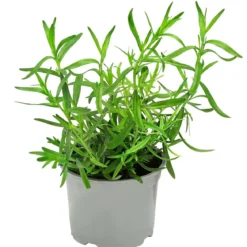 Dehner Gourmet Garten Französischer Estragon