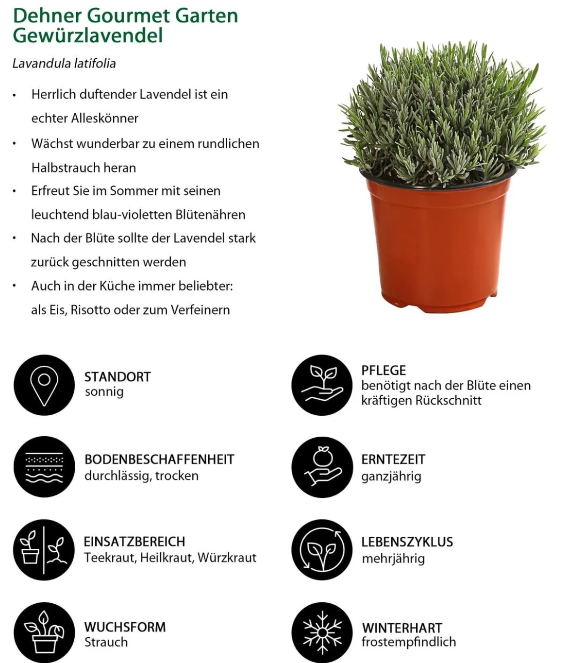 Dehner Gourmet Garten Gewürzlavendel