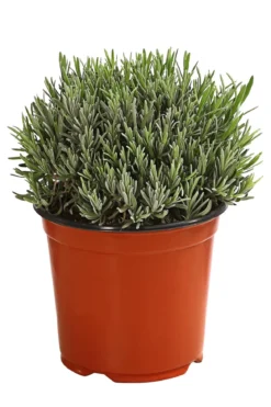 Dehner Gourmet Garten Gewürzlavendel