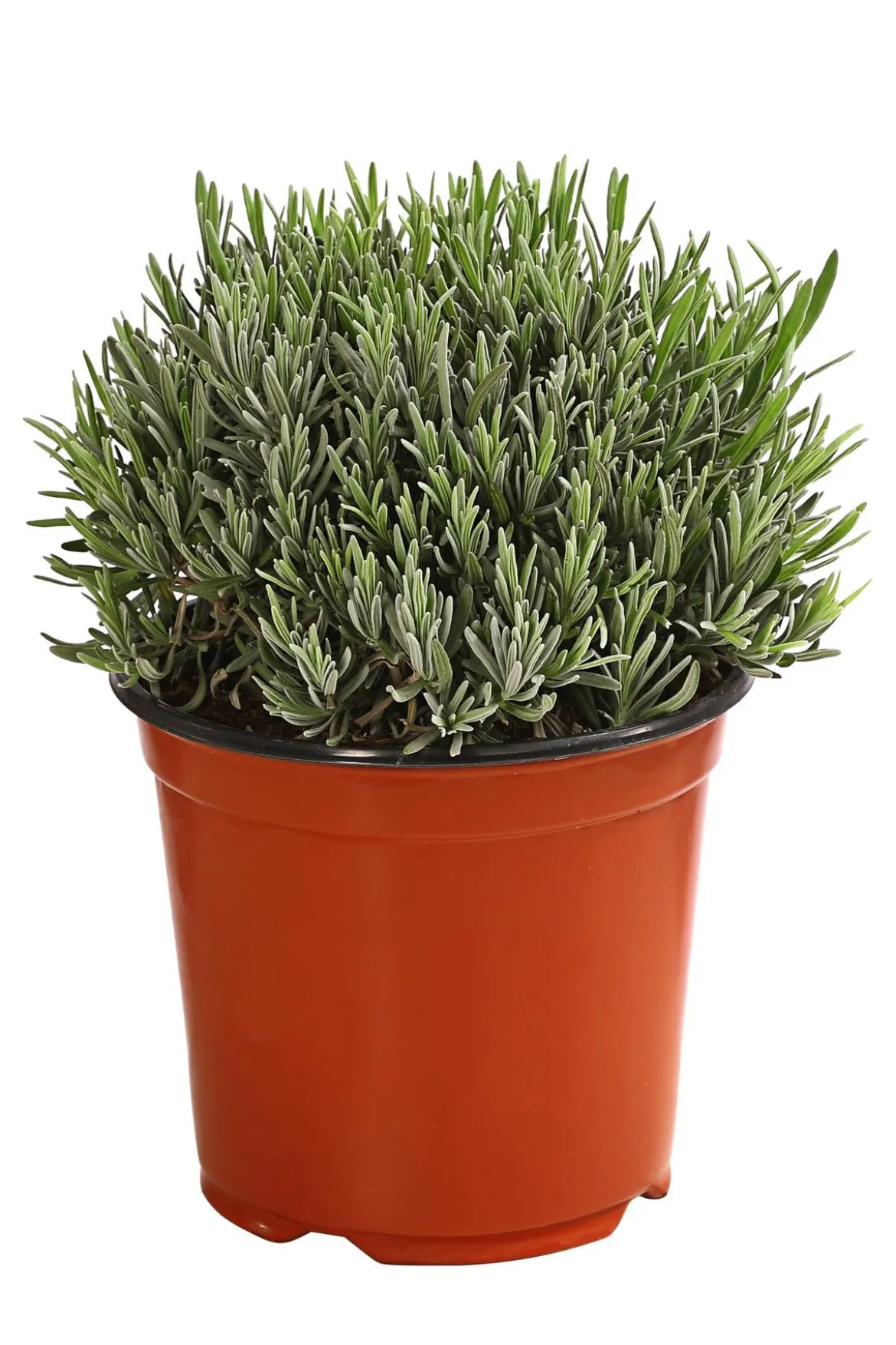 Dehner Gourmet Garten Gewürzlavendel