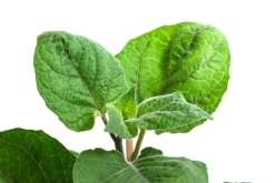 Dehner Gourmet Garten Goldandenbeere