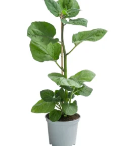 Dehner Gourmet Garten Goldandenbeere