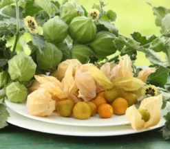 Dehner Gourmet Garten Goldandenbeere