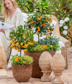 Dehner Gourmet Garten Goldsalbei
