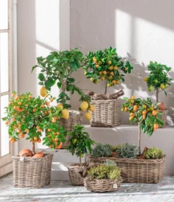 Dehner Gourmet Garten Goldsalbei
