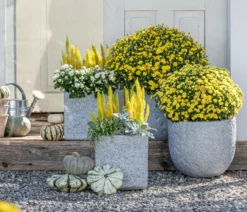 Dehner Gourmet Garten Heart of Gold-Kürbis