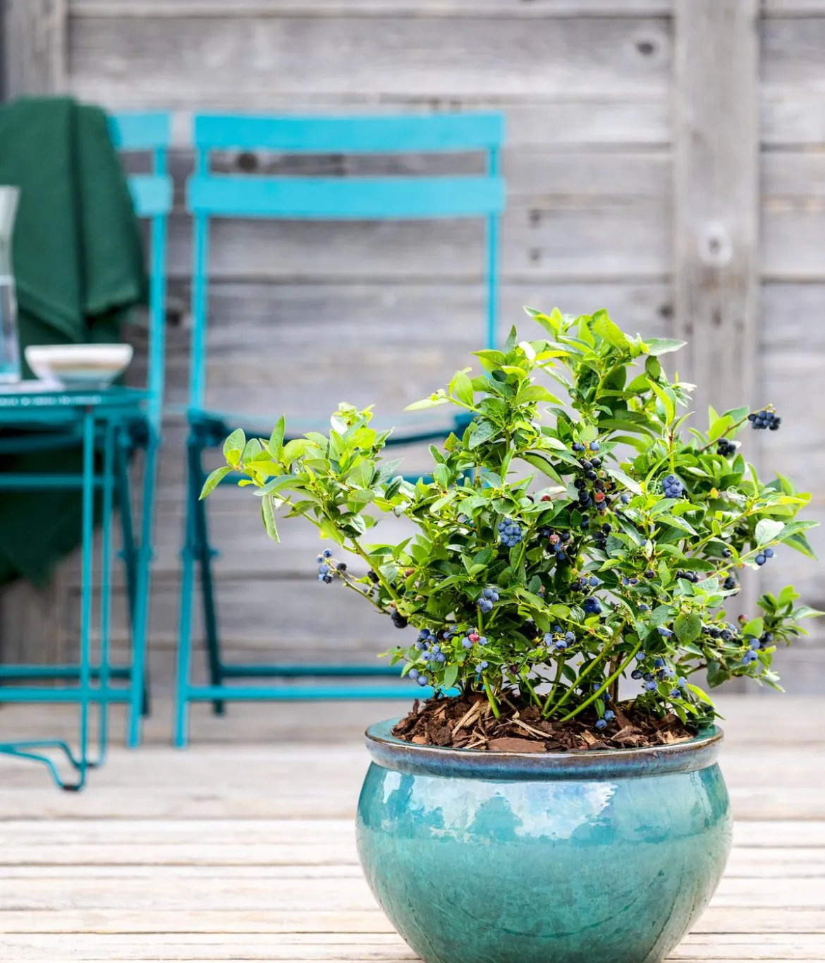 Dehner Gourmet Garten Heidelbeere 'Spartan'