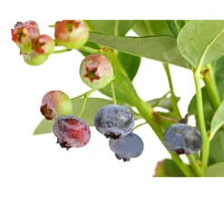 Dehner Gourmet Garten Heidelbeere 'Spartan'