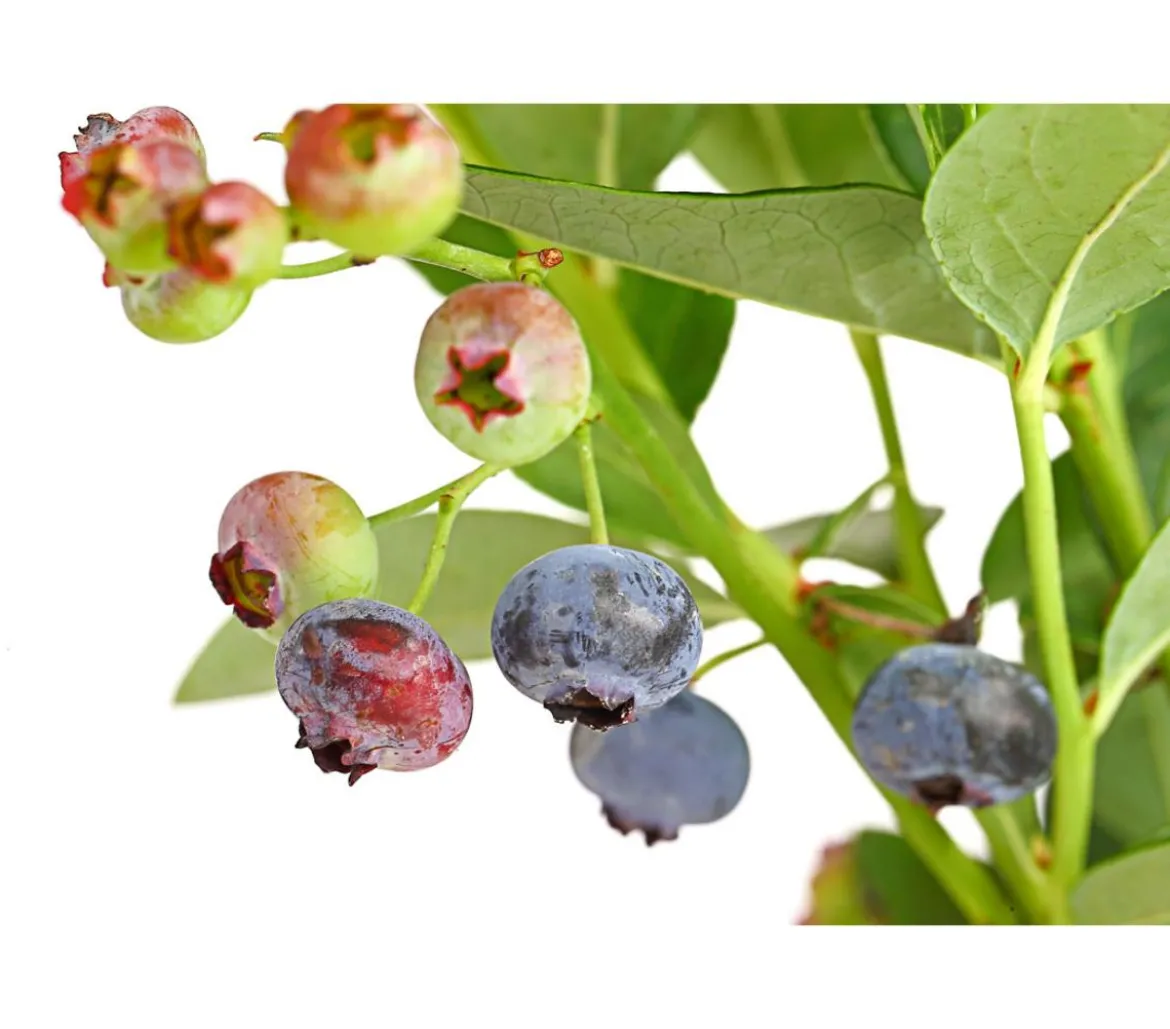 Dehner Gourmet Garten Heidelbeere 'Spartan'