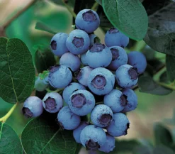 Dehner Gourmet Garten Heidelbeere 'Spartan'