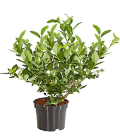 Dehner Gourmet Garten Heidelbeere 'Spartan'